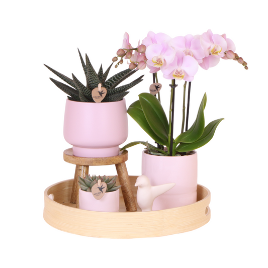 Gift set Summer Pink Blush Groene plant met roze Phalaenopsis orchidee