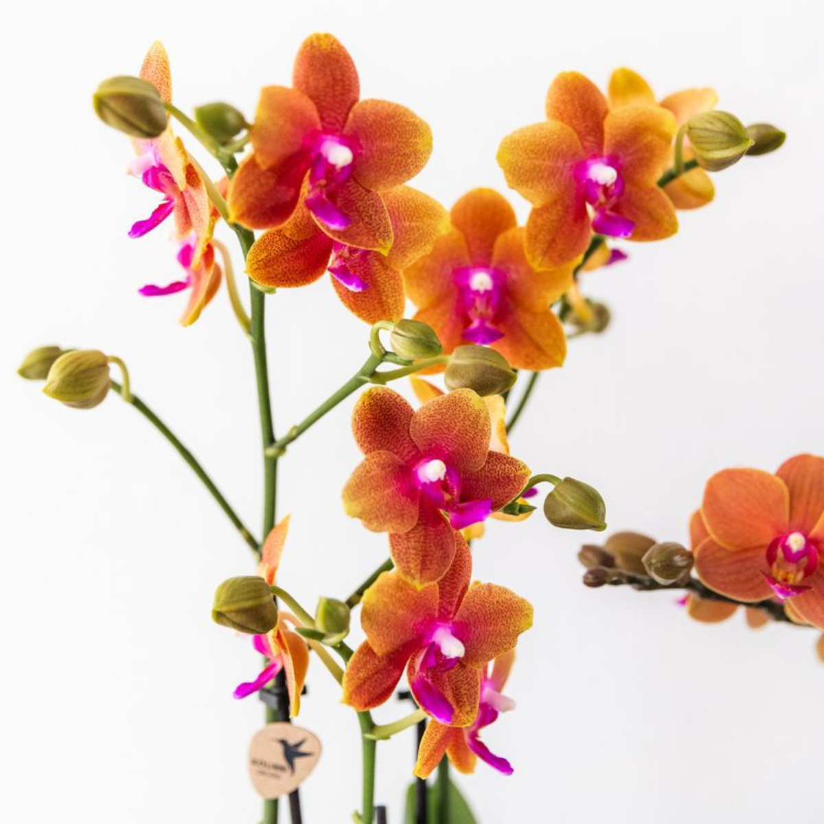 Bundel van 4 geurende oranje Phalaenopsis orchideeën potmaat Ø12cm