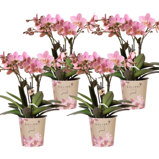 Bundel van 4 Phalaenopsis orchideeën potmaat Ø12cm