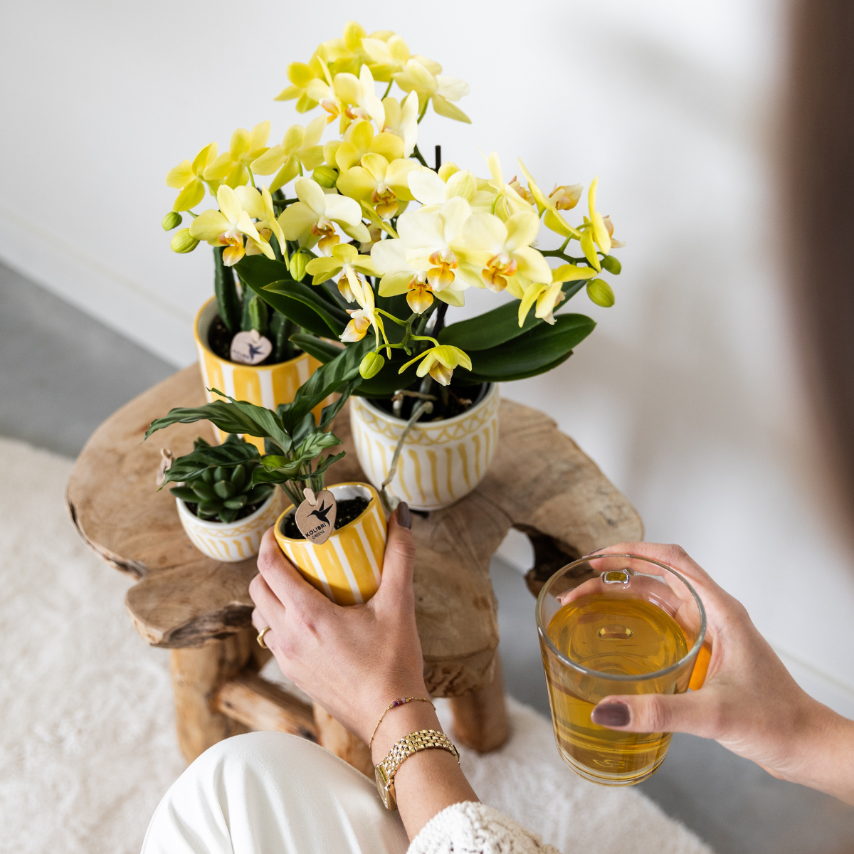 Set van gele orchidee Andorra en succulent in Yellow Painting sierpot op cloud plate potmaat Ø9cm & Ø6cm