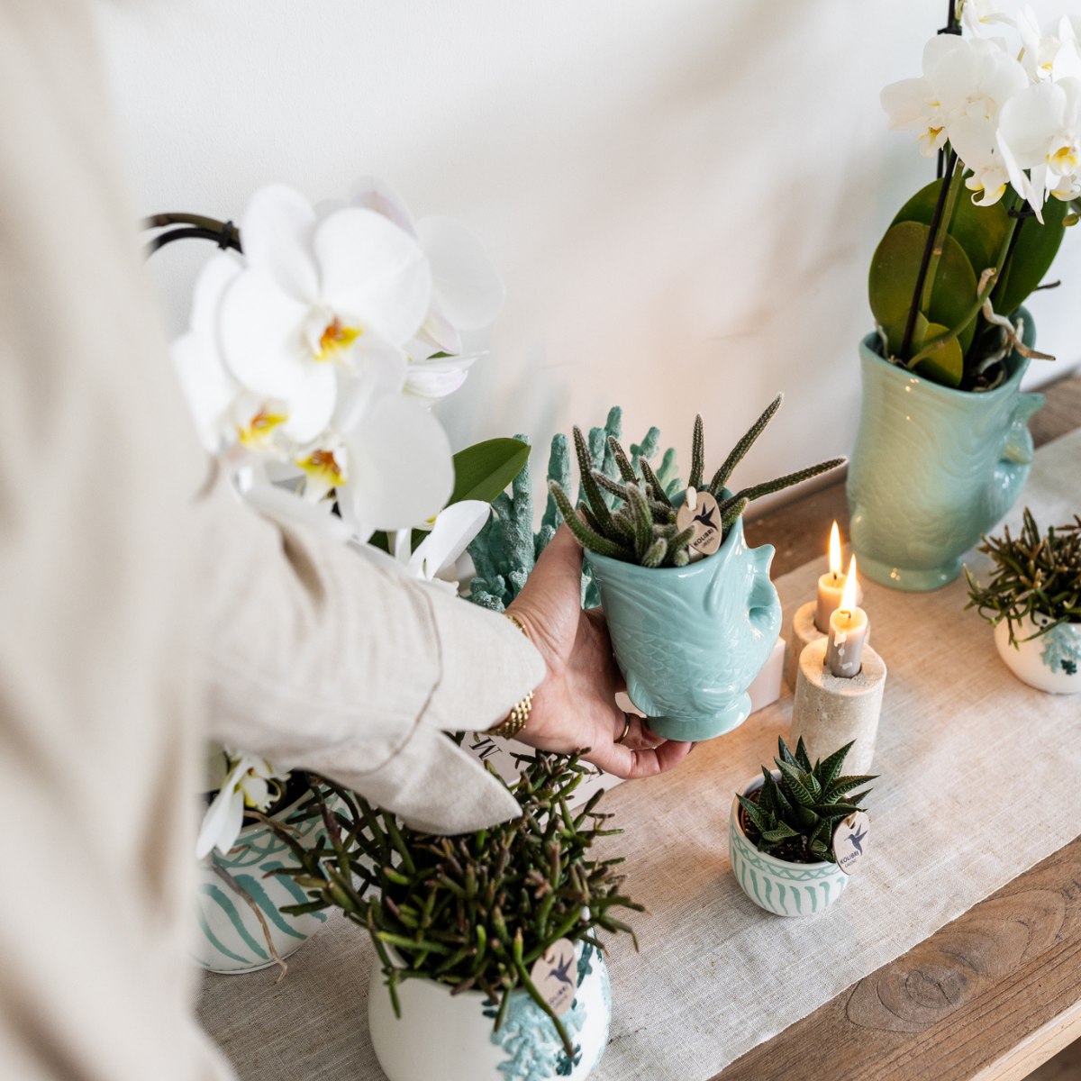 Planten set Vis Turquoise met witte Phalaenopsis orchidee Amabilis Ø9cm en groene plant Succulent Crassula Hobbit Ø6cm incl. turquoise keramieken sierpotten