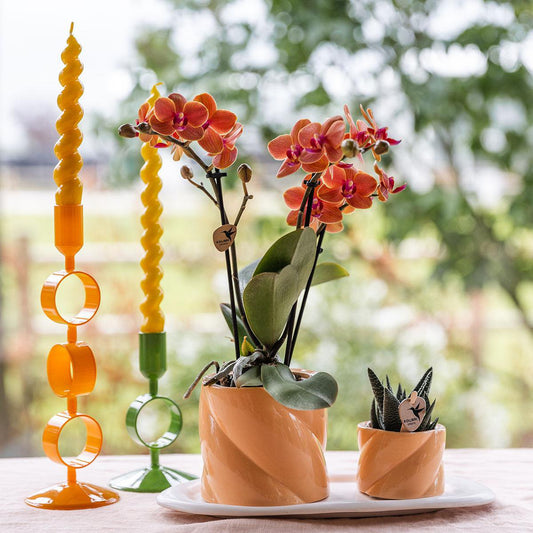 Gift set Sunny Bliss Small Peach