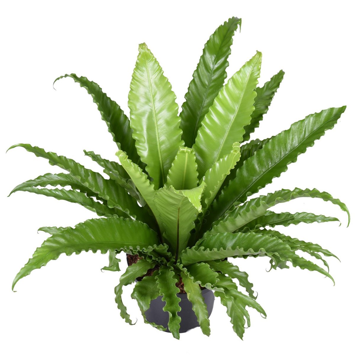 Asplenium Antiquum Osaka Ø23cm - H60cm