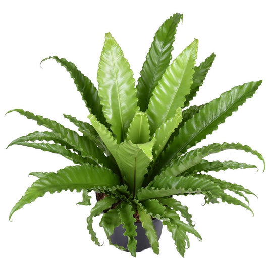 Asplenium Antiquum Osaka Ø23cm - H60cm
