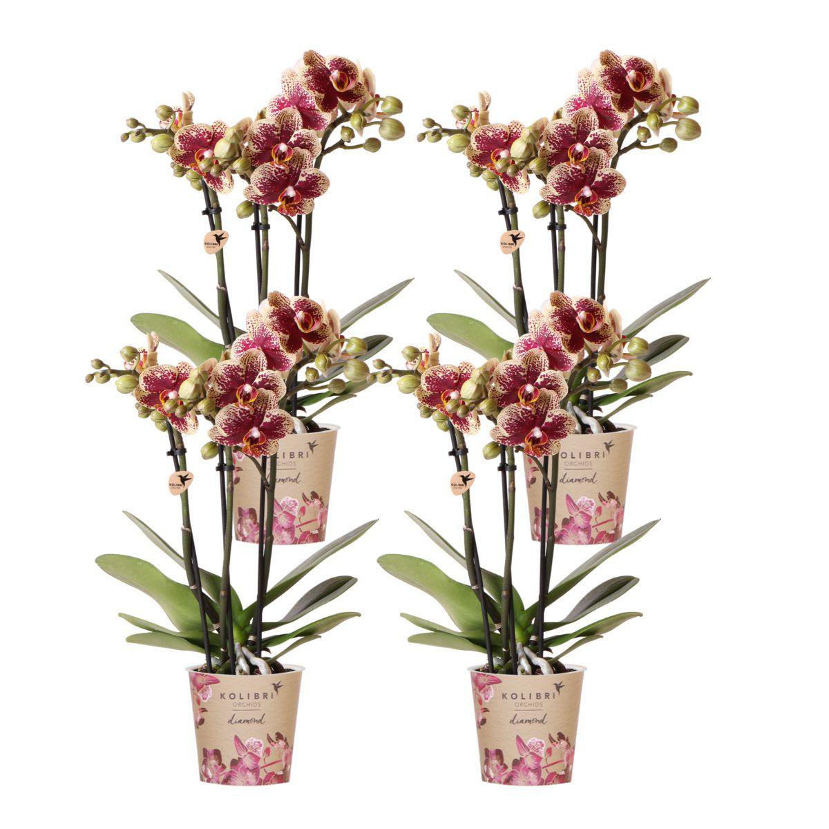 Bundel van 4 geel rode phalaenopsis orchideeën potmaat Ø9cm
