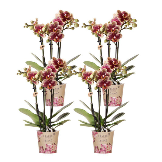 Bundel van 4 geel rode phalaenopsis orchideeën potmaat Ø9cm