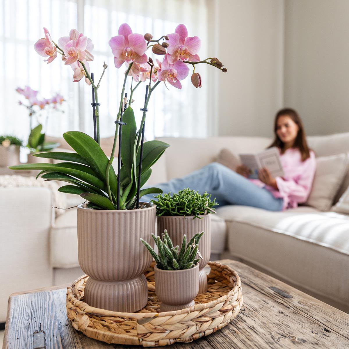 Gele Phalaenopsis orchidee Elegance pot sand potmaat Ø9cm