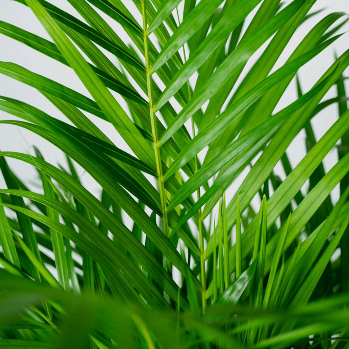 Dypsis Lutescens Areca Palm Kamerplant  Ø24cm - H120cm