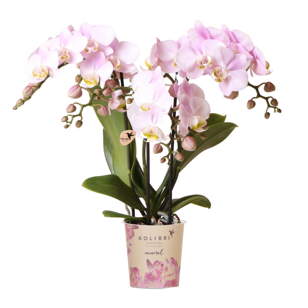 Roze phalaenopsis orchidee Portugal potmaat Ø9cm