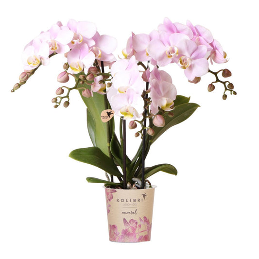 Roze phalaenopsis orchidee Portugal potmaat Ø9cm