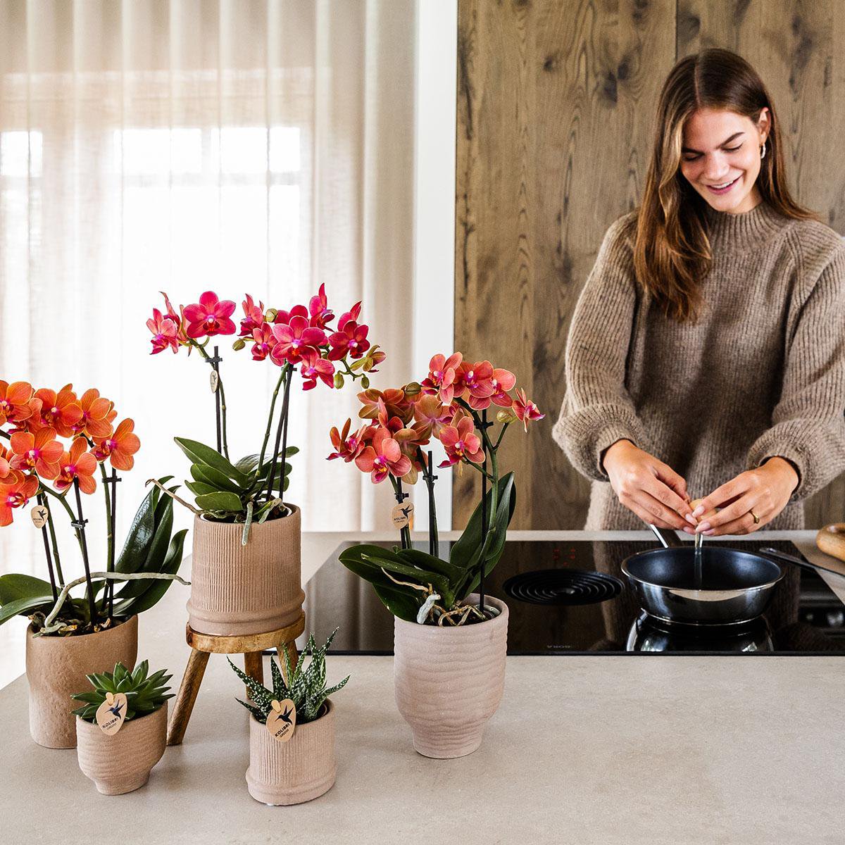 Rode orchidee Passion Sierpot Ø9cm