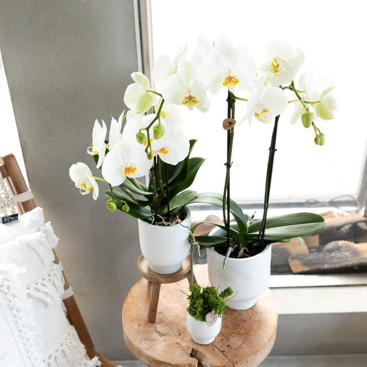 Houten krukje plantenstandaard Ø12cm