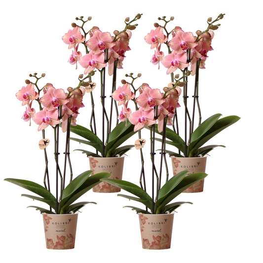 Bundel van 4 Phalaenopsis orchideeën Pirate Picotee potmaat Ø12cm