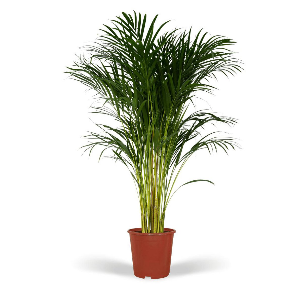 Dypsis Lutescens Areca Palm Kamerplant  Ø24cm - H120cm