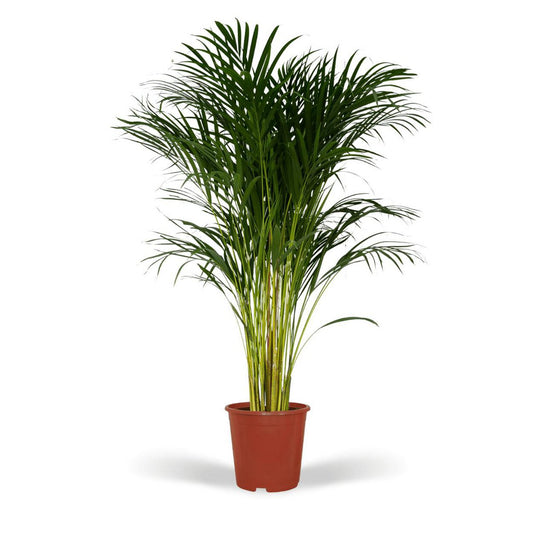 Dypsis Lutescens Areca Palm Kamerplant  Ø24cm - H120cm