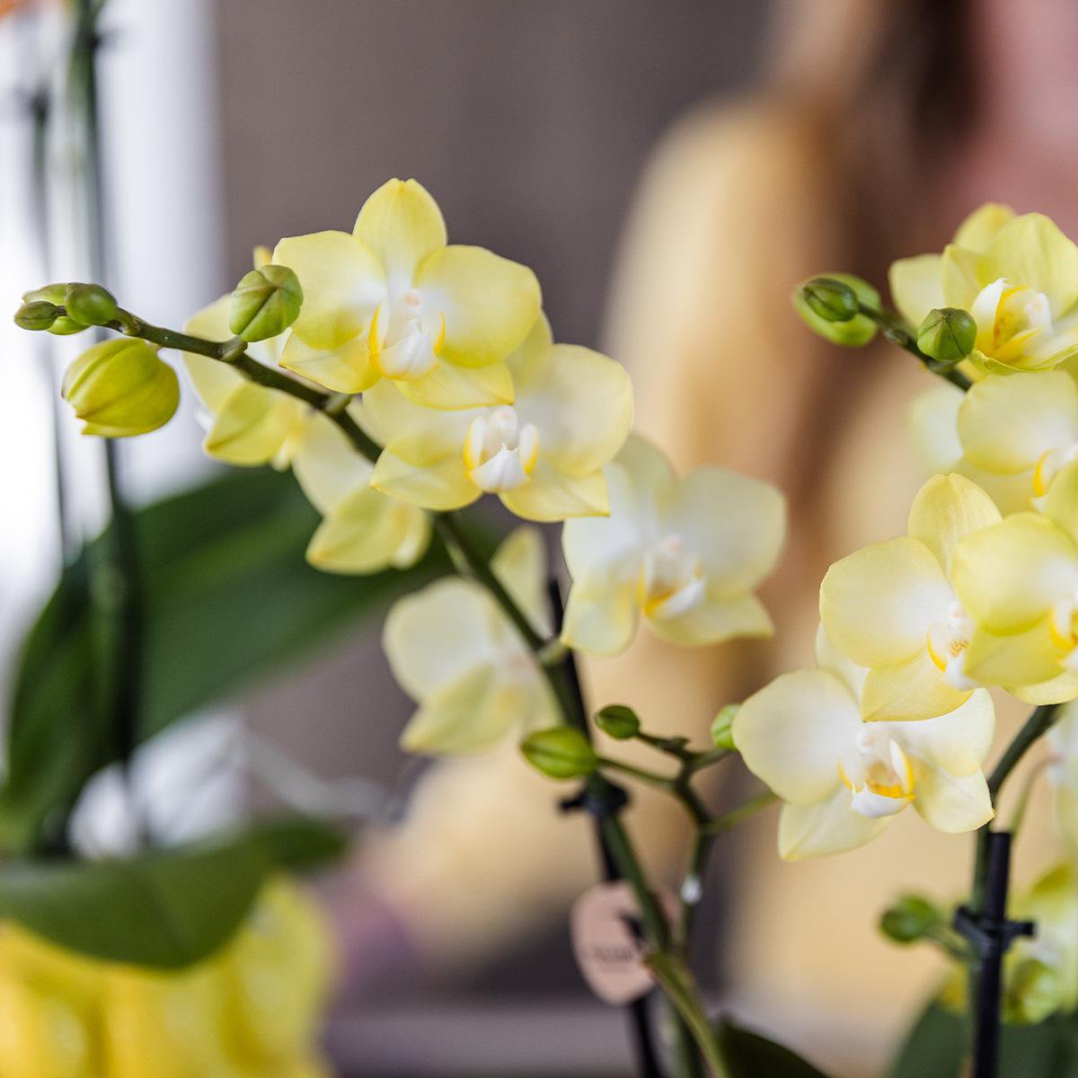 Gele Phalaenopsis orchidee Citroen sierpot Yellow potmaat Ø9cm