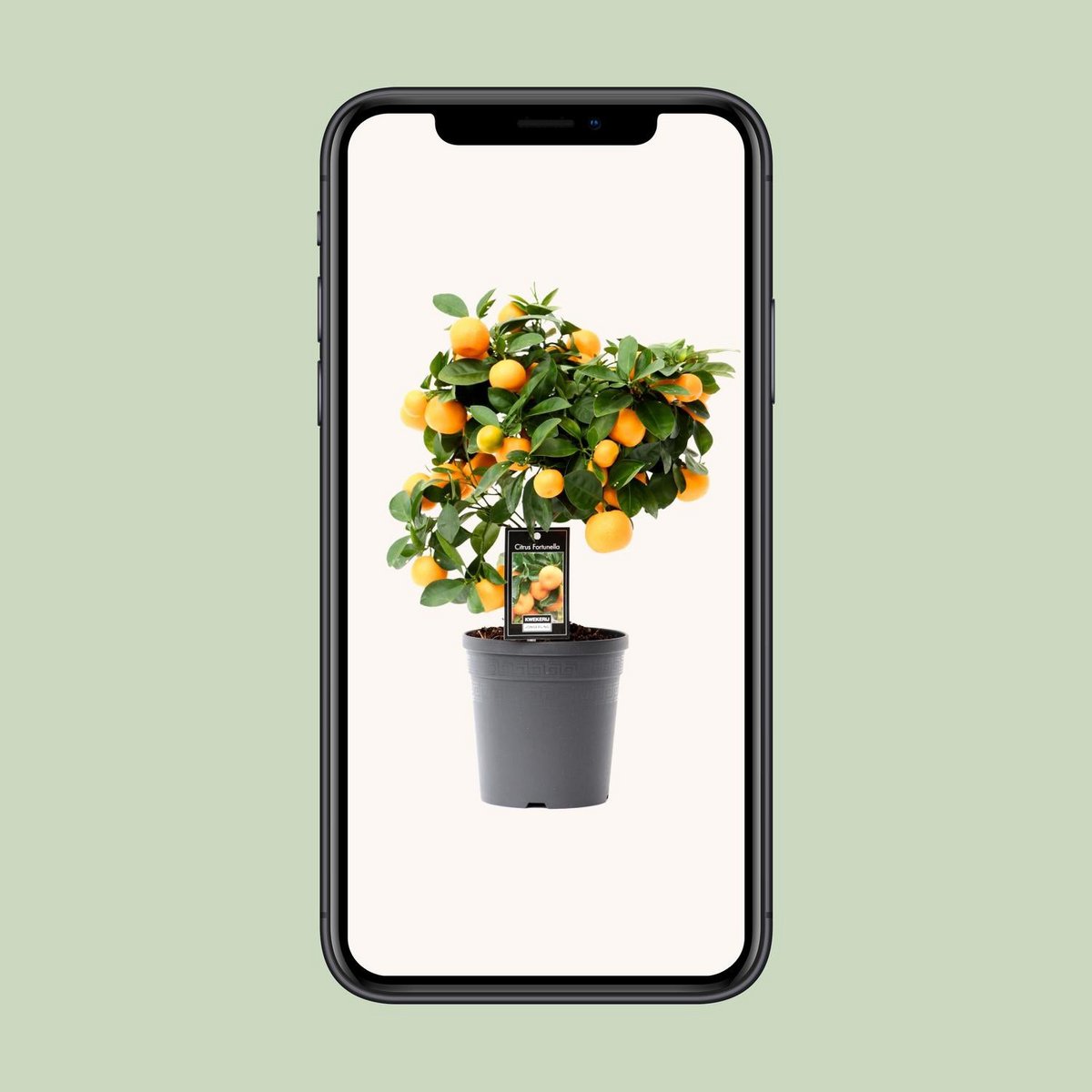 Citrus Calamondin - Ø15cm - ↕40cm Geurende Kamerplant met Vruchtenpotentieel Luchtzuiverend