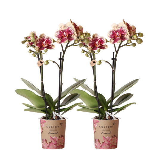 Bundel van 2 geel rode phalaenopsis orchideeën  potmaat Ø9cm