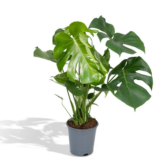 Monstera Deliciosa Gatenplant Ø21cm - ↕65cm
