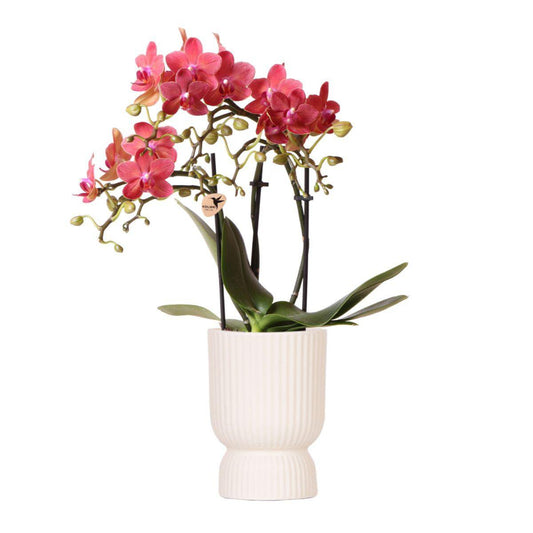 Rode Phalaenopsis orchidee  Elegance potmaat Ø9cm