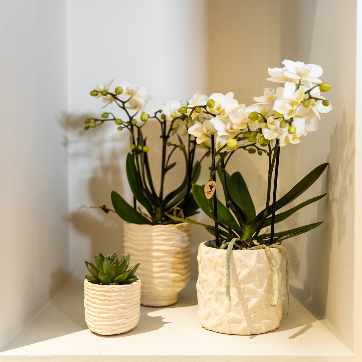 Zeesterren sierpot Keramiek Off White Ø9cm