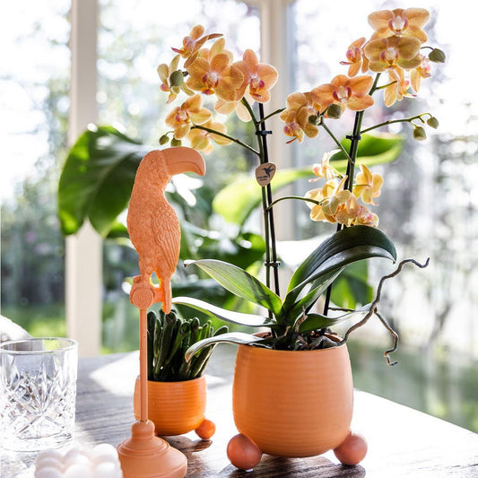 Oranje Phalaenopsis orchidee Mandarin  Ø9cm | bloeiende kamerplant - vers van de kweker
