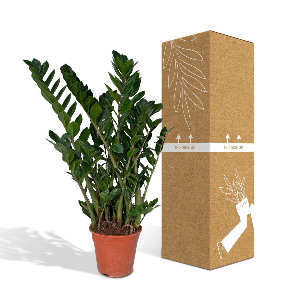Zamioculcas Zamiifolia Emerald palm - Ø21cm - H80cm