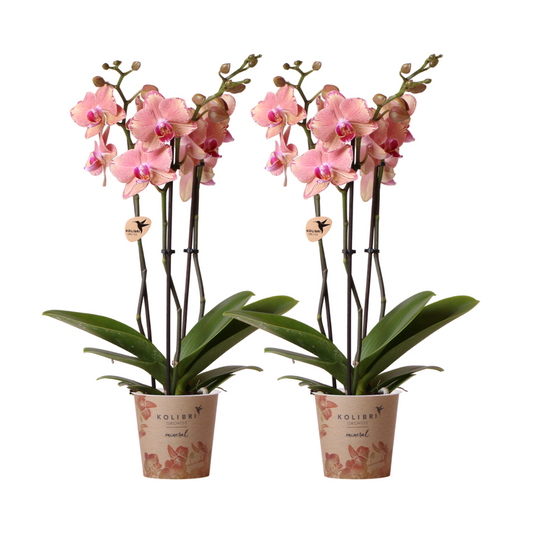 Bundel van 2 Phalaenopsis orchideeën Roze gecombineerd potmaat Ø12cm