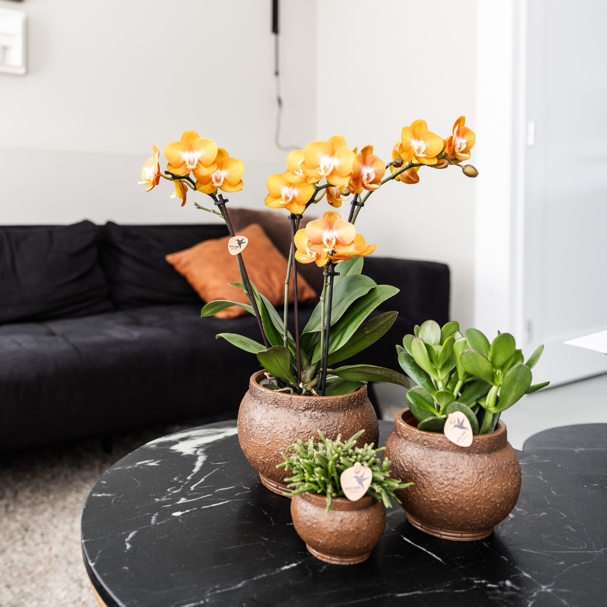 Bundel van 4 gele Phalaenopsis orchideeën potmaat Ø12cm