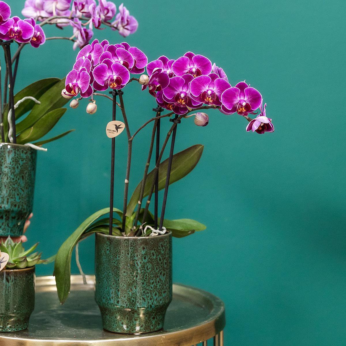 Paarse phalaenopsis orchidee Classy Green potmaat Ø9cm