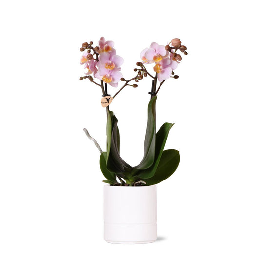 Roze phalaenopsis orchidee Pastel pot White potmaat Ø9cm