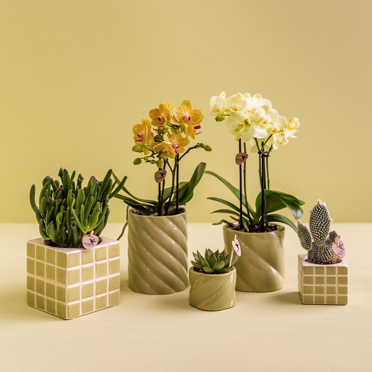 Green Cube Canvas Keramiek sierpot Ø9cm
