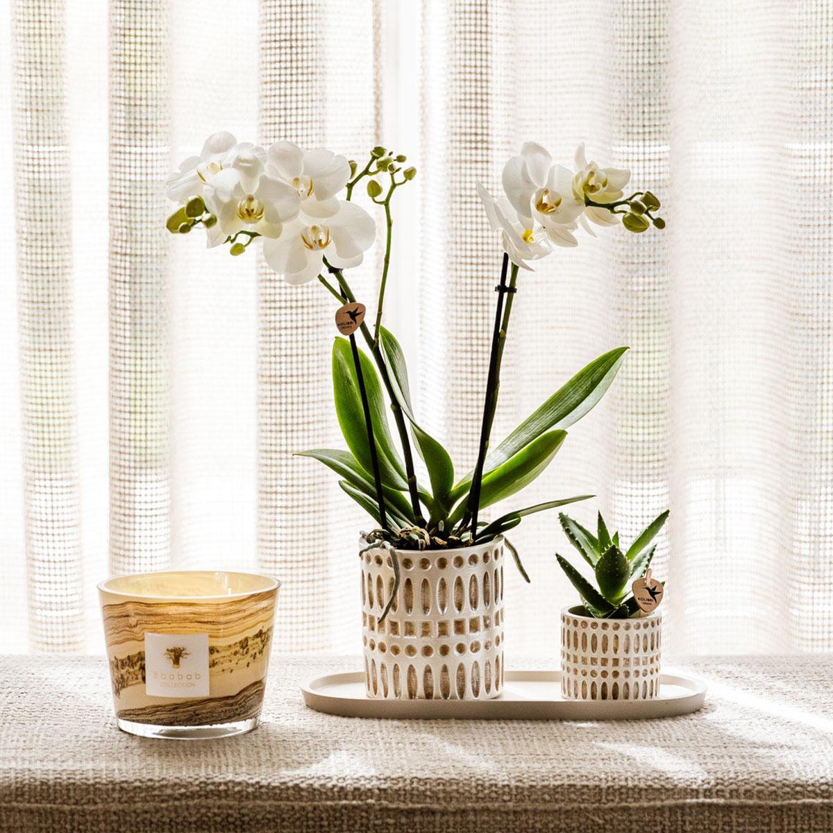 Natural Living Plantenset Witte Phalaenopsis Orchidee Amabilis en Succulent incl. keramieken sierpotten op crème organisch dienblad