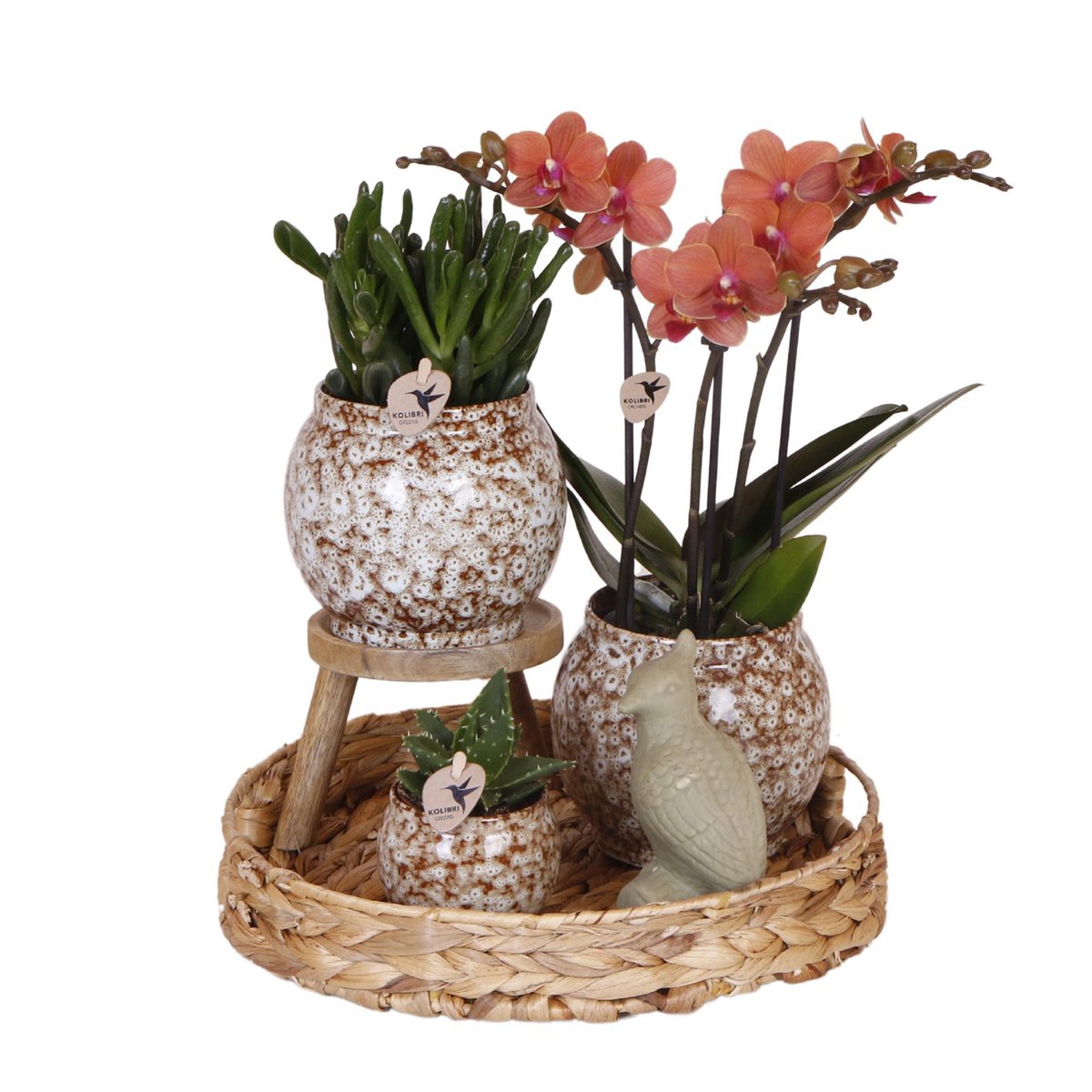 Botanic Bliss Gift Set Rode Phalaenopsis Orchidee en Succulenten incl. keramieken sierpotten