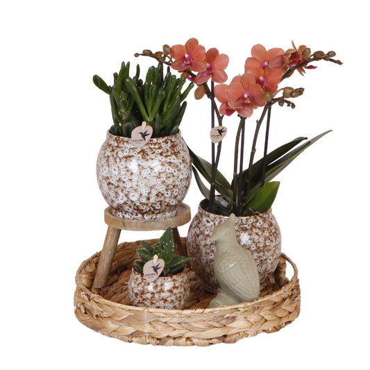 Botanic Bliss Gift Set  Rode Phalaenopsis Orchidee en Succulenten incl. keramieken sierpotten