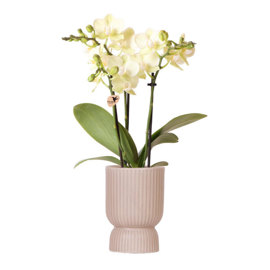 Gele Phalaenopsis orchidee Elegance pot sand potmaat Ø9cm