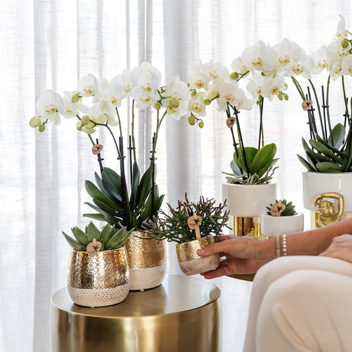Witte Phalaenopsis orchidee GOLD pot White potmaat Ø9cm 35cm hoog