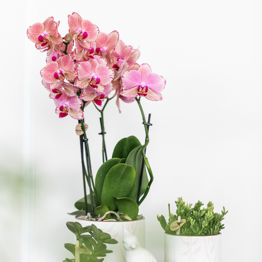 Bundel van 2 Phalaenopsis orchideeën Roze gecombineerd potmaat Ø12cm
