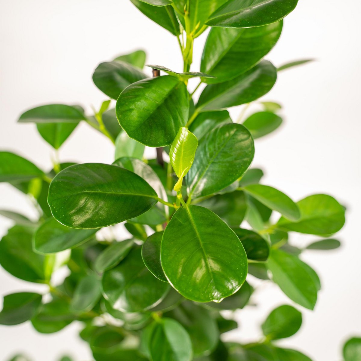 Ficus microcarpa Moclame Ø21cm - H95cm