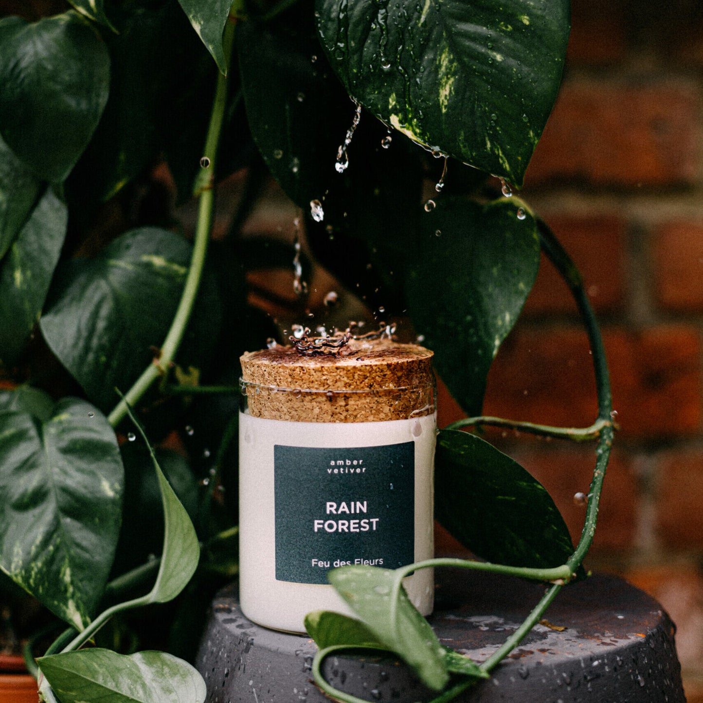 Mini Rain Forest
