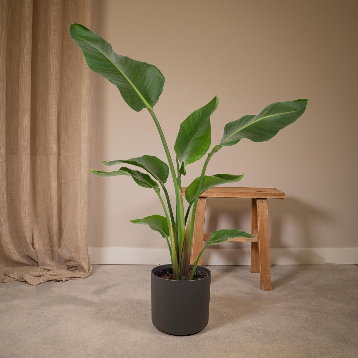 Strelitzia Nicolai Kamerplant  Ø19cm - H80cm