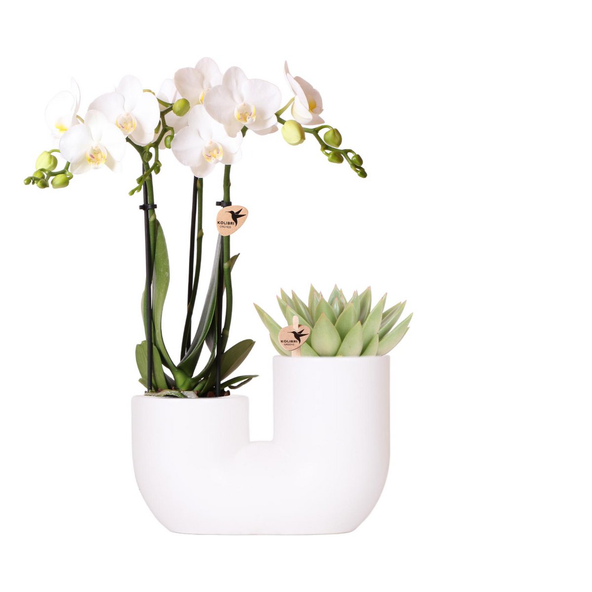 Set van witte orchidee en succulent in Tube sierpot wit - potmaat Ø9cm