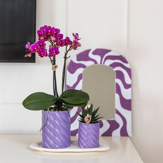 Gift set Groene plant met oranje Phalaenopsis orchidee in Snoep sierpot Lila op wit organisch dienblad