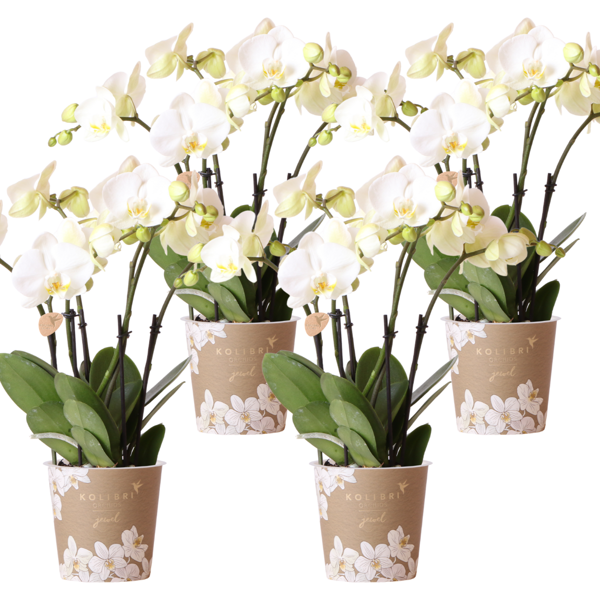 Bundel van 4 witte orchideeën potmaat Ø12cm