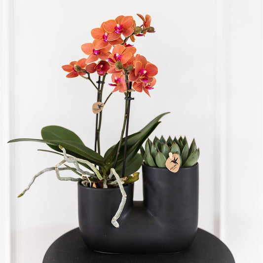 Set van oranje orchidee en succulent in Tube sierpot black potmaat Ø9cm