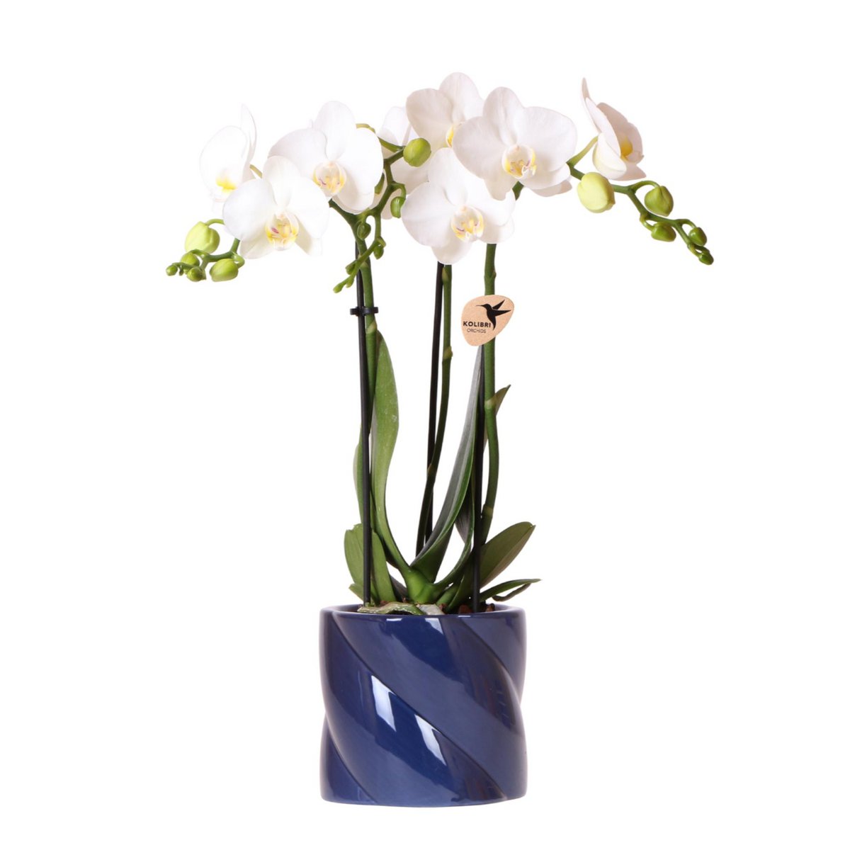 Witte orchidee Snoep Sierpot Blauw Ø9cm