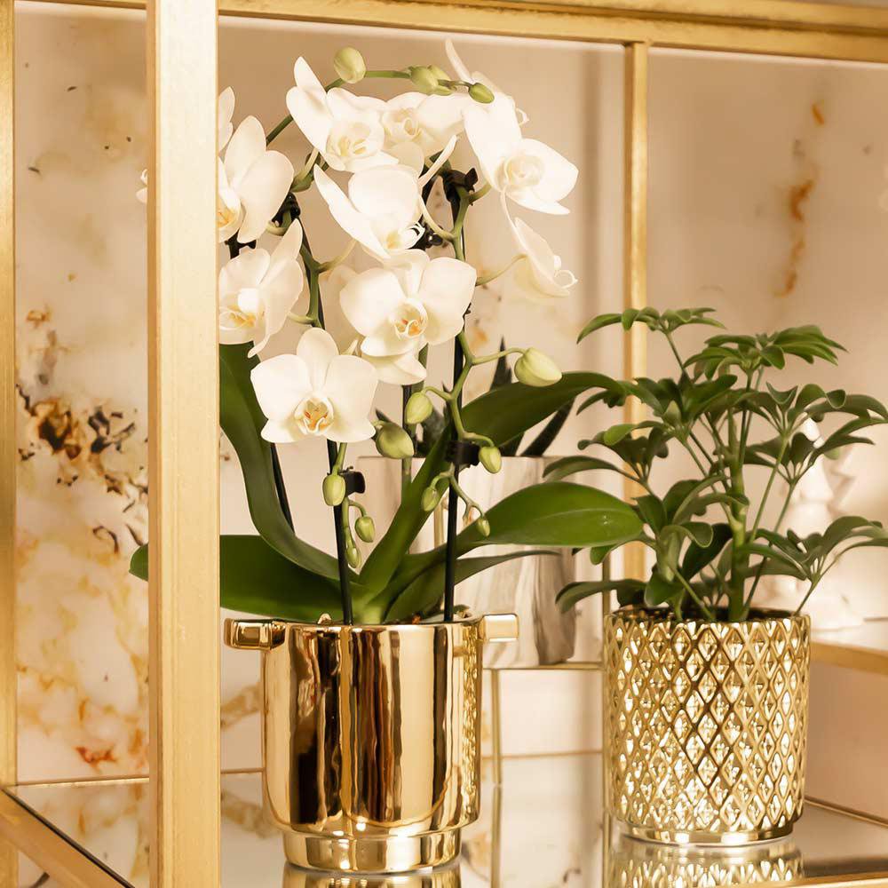 Witte Phalaenopsis Orchidee Ø9cm