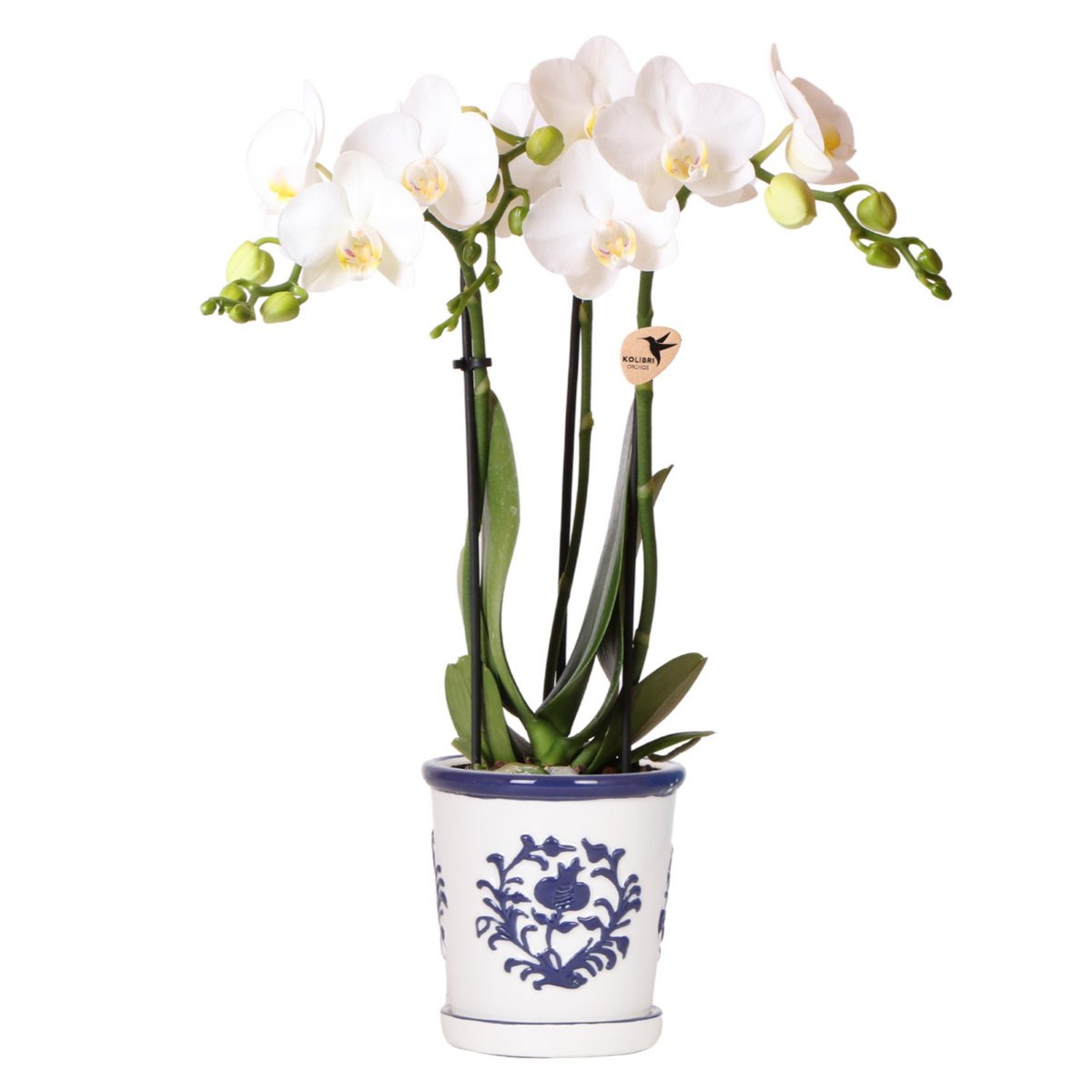 Witte orchidee Dutch Blauw Sierpot Wit Ø9cm