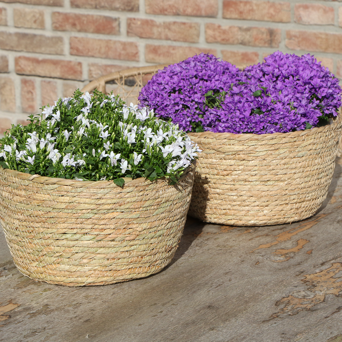 Campanula Addenda Ambella Paars Rieten mand met Campanula met watergeefsysteem 3 stuks 12cm