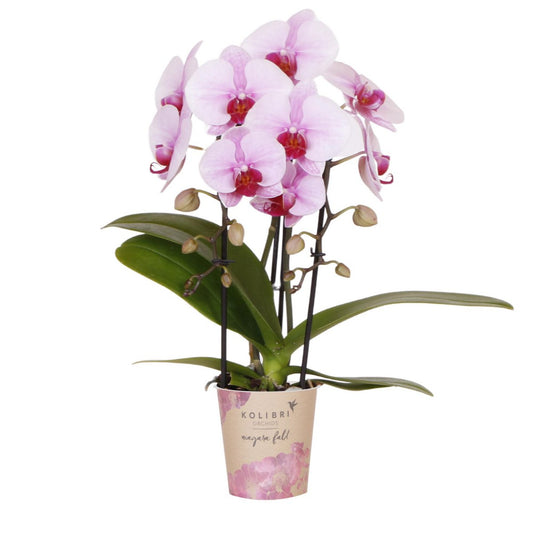 Roze Phalaenopsis orchidee Ø9cm